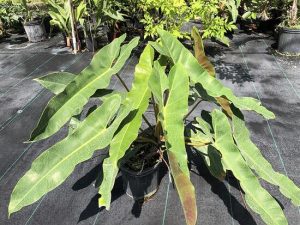 Philodendron atabapoense | Đặc điểm, cách trồng và chăm sóc 43 Philodendron atabapoense