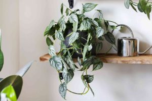 Philodendron brandtianum | Đặc điểm, Cách trồng và chăm sóc 8 Philodendron brandtianum