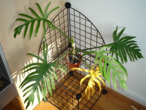 Philodendron elegans | Đặc điểm, cách trồng và chăm sóc 22 Philodendron elegans