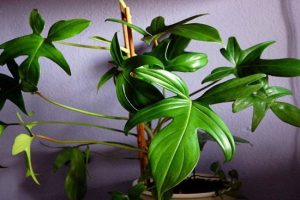 Philodendron pedatum | Đặc điểm, cách trồng và chăm sóc 36 Philodendron pedatum