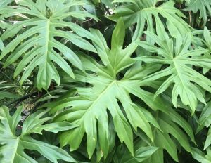 Philodendron radiatum | Đặc điểm, cách trồng và chăm sóc 15 Philodendron radiatum