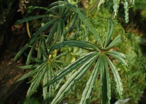 Anthurium polyschistum | Đặc điểm, giá bán và cách chăm sóc 7 Anthurium polyschistum