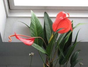 Anthurium scherzerianum | Đặc điểm, giá bán và cách chăm sóc 1 Anthurium scherzerianum