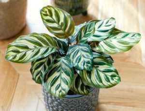 Chi Calathea: Tất tần tật về cây đuôi công từ A-Z 66 Calathea (Cây Đuôi Công)