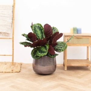 Calathea Medallion | Đặc điểm, ý nghĩa và cách chăm sóc 1 Calathea Medalion