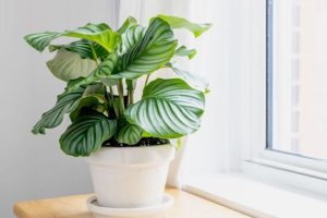 Calathea orbifolia | Đặc điểm, Ý nghĩa & Cách chăm sóc 28 Calathea Orbifolia