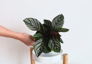 Calathea Ornata | Đặc điểm, giá bán và cách chăm sóc 59 Calathea Ornata