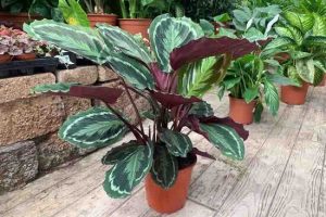 Calathea roseopicta | Các giống đẹp và cách chăm sóc 16 Calathea Roseopicta