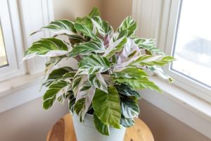 Calathea White Fusion (Calathea lietzei 'White Fusion'): Đặc điểm và cách chăm sóc 9 Calathea White Fusion