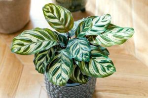 Calathea makoyana: Đặc điểm, ý nghĩa và cách chăm sóc 52 Calathea makoyana