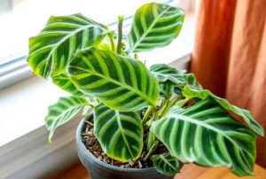 Calathea zebrina: Hướng dẫn toàn diện chăm sóc cây ngựa vằn 45 Calathea zebrina