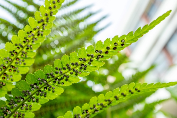 Đặc Điểm Của Cây Dương Xỉ | Hình Thái, Sinh Sản & Vai Trò 3 Bào tử của cây dương xỉ