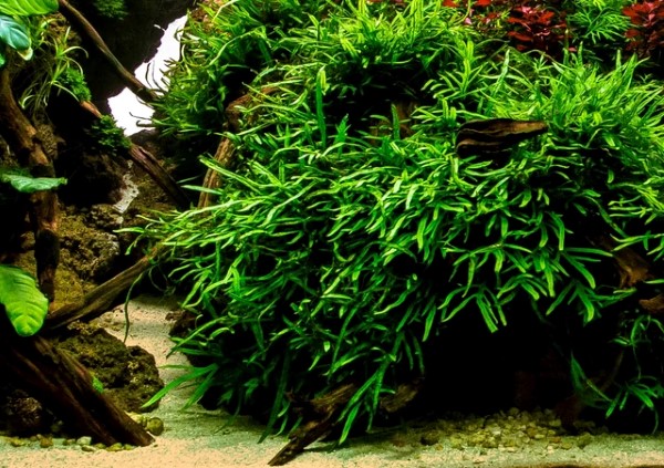 Dương xỉ Trident