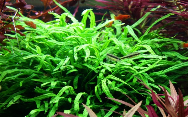 Dương xỉ Trident