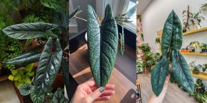 Alocasia scalprum (Môn Thanh Đao): Đặc điểm, cách trồng và chăm sóc 14 Alocasia scalprum