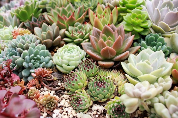 Cách chăm sóc sen đá