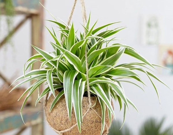 Top 9+ Cây Trồng Trong Nhà Tốt Cho Sức Khỏe, Dễ Chăm Sóc 10 Cây Dây Nhện