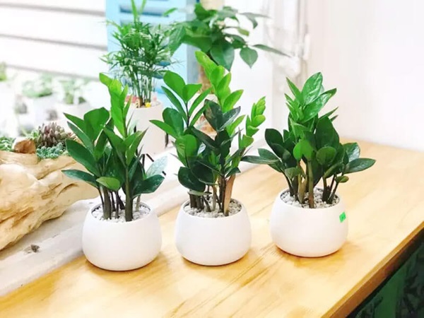 Top 9+ Cây Trồng Trong Nhà Tốt Cho Sức Khỏe, Dễ Chăm Sóc 8 Cây Kim Tiền