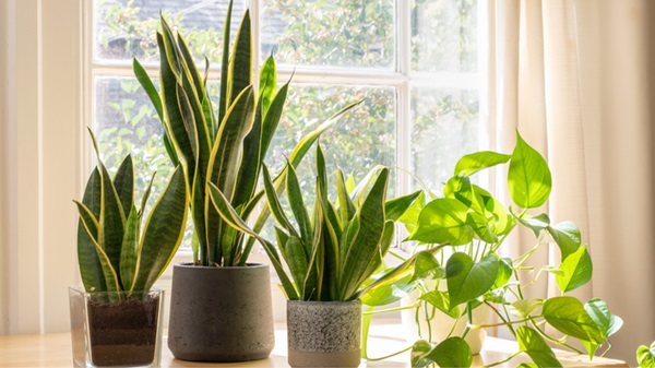 Top 9+ Cây Trồng Trong Nhà Tốt Cho Sức Khỏe, Dễ Chăm Sóc 3 Cây Lưỡi Hổ