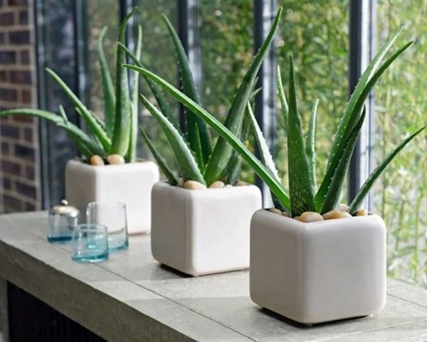 Top 9+ Cây Trồng Trong Nhà Tốt Cho Sức Khỏe, Dễ Chăm Sóc 5 Cây Nha Đam