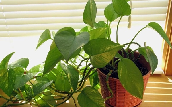 Top 9+ Cây Trồng Trong Nhà Tốt Cho Sức Khỏe, Dễ Chăm Sóc 4 Cây Trầu Bà