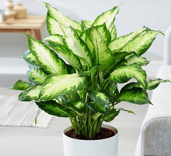 Top 9+ Cây Trồng Trong Nhà Tốt Cho Sức Khỏe, Dễ Chăm Sóc 9 Cây Vạn Niên Thanh