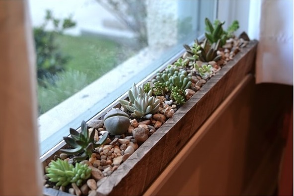 Đặt sen đá ngay cửa sổ