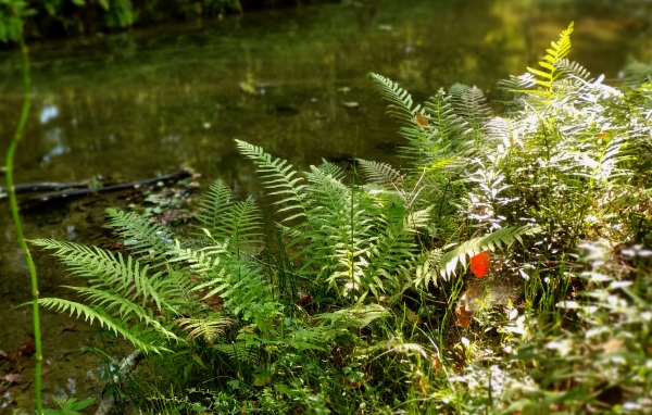 Đặc Điểm Của Cây Dương Xỉ | Hình Thái, Sinh Sản & Vai Trò 5 Dương xỉ trong tự nhiên