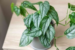 Monstera Siltepecana: Đặc Điểm, Giá Bán & Cách Chăm Sóc 44 Monstera Siltepecana