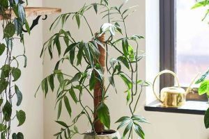 Monstera Subpinnata: Đặc Điểm, Giá Bán & Cách Chăm Sóc 65 Monstera Subpinnata