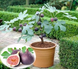 Cây Sung Mỹ (Ficus carica): Giá Bán, Đặc Điểm & Chăm Sóc 59 Cây Sung Mỹ (Ficus Carica)