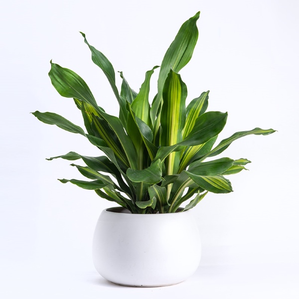 Cây Thiết Mộc Lan