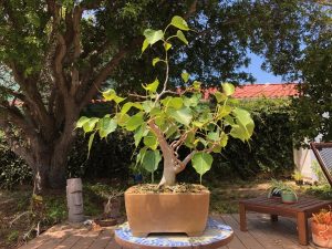 Cây Bồ Đề (Ficus Religiosa): Giá Bán, Đặc Điểm & Cách Chăm Sóc 66 Cây bồ đề (Ficus Religiosa)