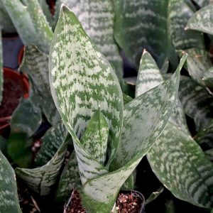 Lưỡi hổ Robusta (Sansevieria Futura Robusta): Giá Bán, Đặc Điểm & Cách Chăm Sóc 26 Lưỡi hổ Robusta