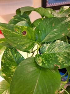 Cây trầu bà bị đốm lá: Nguyên nhân, cách xử lý và phòng ngừa hiệu quả 21 Cây trầu bà bị đốm lá