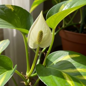 Cây trầu bà có hoa không? Ý nghĩa khi cây trầu bà ra hoa 9 Hoa của cây trầu bà