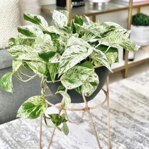 Trầu Bà Cẩm Thạch (Marble Queen): Giá Bán, Đặc Điểm & Cách Chăm Sóc 8 Trầu Bà Cẩm Thạch