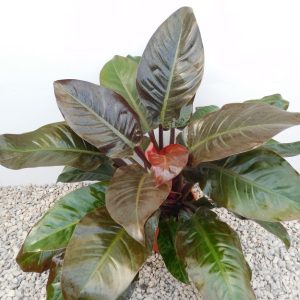 Trầu Bà Đế Vương Đỏ: Giá Bán, Đặc Điểm & Chăm Sóc 1 Trầu bà đế vương đỏ