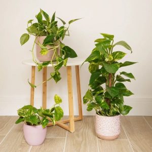 Trầu bà vàng (Epipremnum aureum): Đặc điểm, ý nghĩa phong thủy & cách chăm sóc 19 Trầu bà vàng
