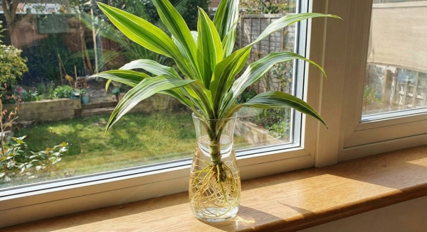 Cách trồng cây Thiết Mộc Lan trong nước đơn giản, dễ sống 4 Thiết Mộc Lan trồng nước trong phong thủy