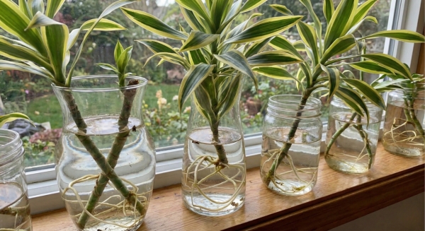 Cách trồng cây Thiết Mộc Lan trong nước đơn giản, dễ sống 1 Trồng cây thiết mộc lan trong nước