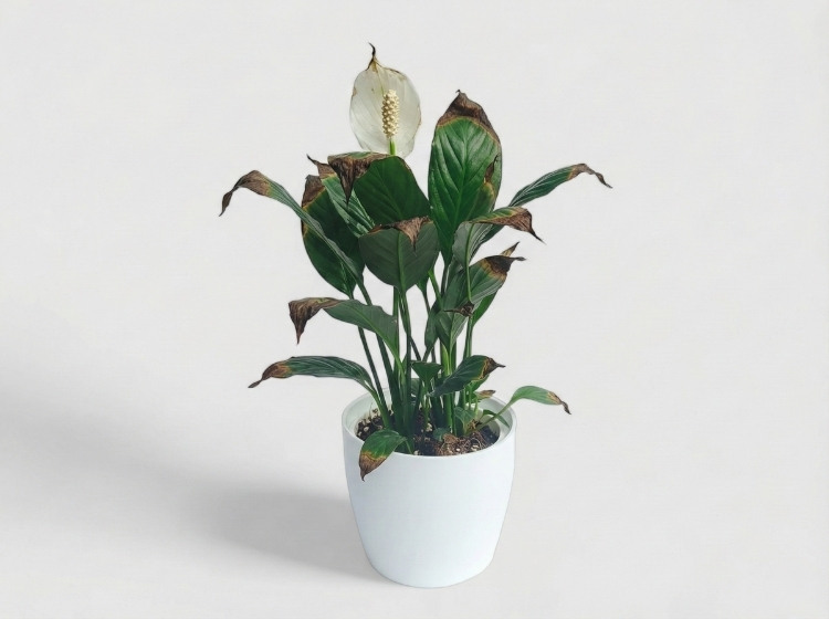 Cây Lan Ý bị cháy đầu lá