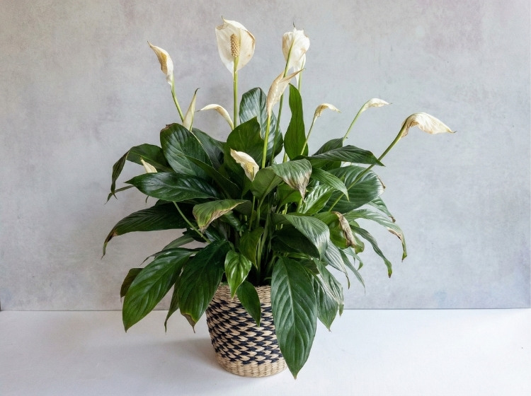 Cây Lan Ý bị héo lá