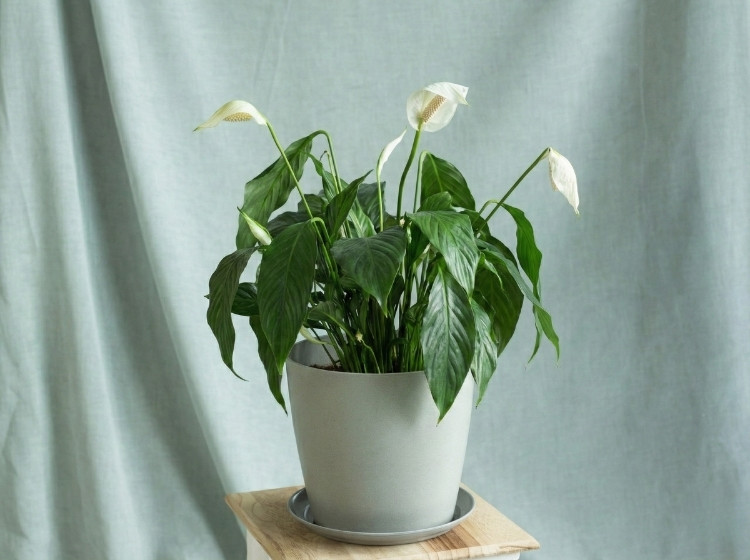 Cây Lan Ý bị rũ lá 1