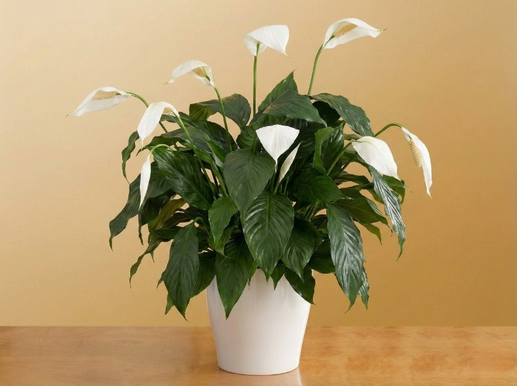 Cây Lan Ý bị rũ lá 3