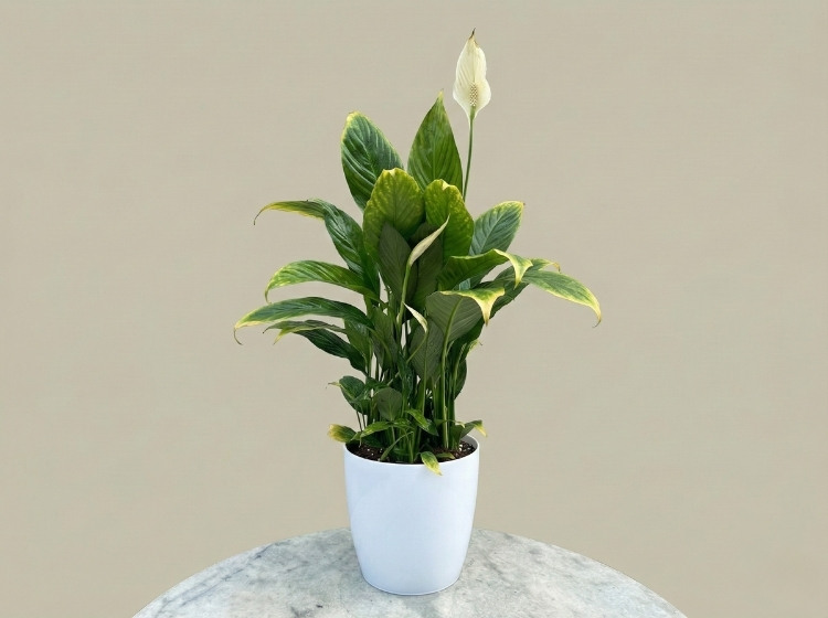 Cây Lan Ý bị vàng lá