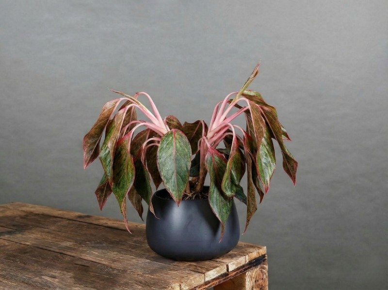 Cây Phú Quý bị rũ lá