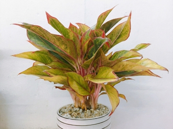 Cây Phú Quý Bị Vàng Lá: Dấu Hiệu, Nguyên Nhân Và Cách Xử Lý Hiệu Quả 2 Cây Phú Quý bị vàng lá 1