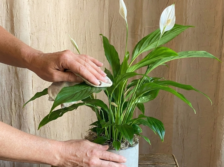 Chăm sóc Cây Lan Ý