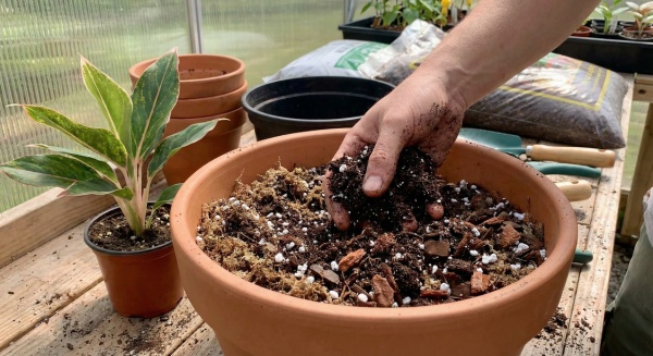 Cách Chăm Sóc Cây Phú Quý Đúng Chuẩn: Xanh Tốt, Ít Bệnh, Bền Màu 4 Đất trồng cho cây phú quý